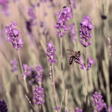 Lavanta çiçekli Avrupa bal arısı