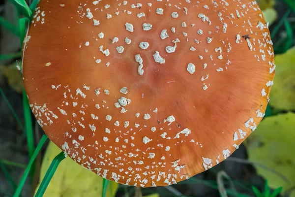 Mosca roja agárica con puntos blancos en bosque otoñal —  Fotos de Stock