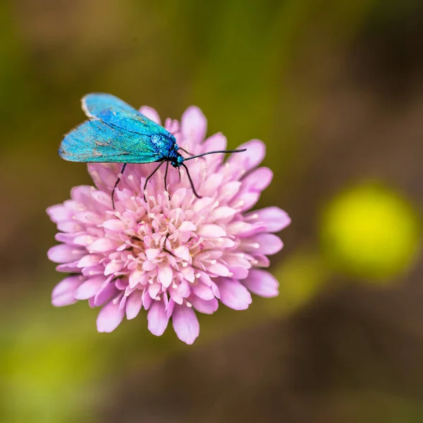 Borboleta azul-turquesa brilhante Estatices de Adscita em uma flor rosa. — Fotografia de Stock