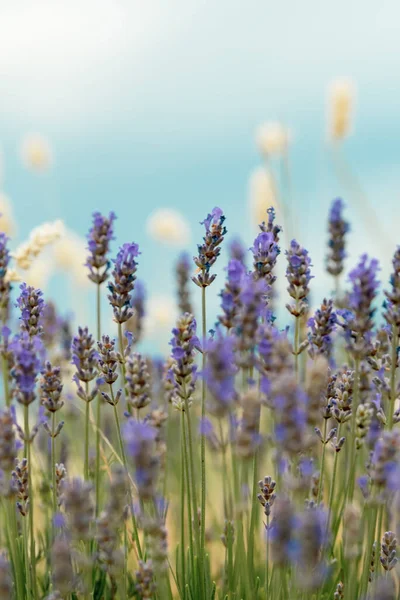 Flores de lavanda azul en las montañas de Bulgaria —  Fotos de Stock