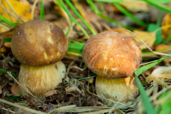 Små porcinsvampar växer i höstskogen — Stockfoto