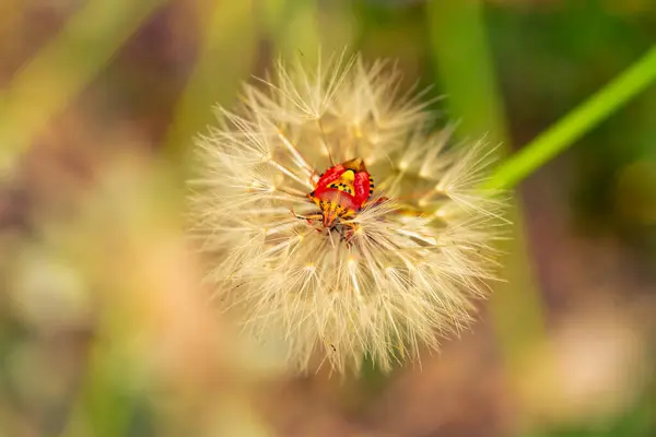 Красный растительный жук на белом одуванчике — стоковое фото