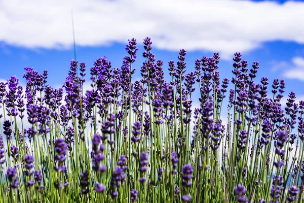 Flores de lavanda azul en las montañas de Bulgaria —  Fotos de Stock