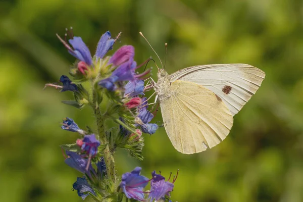 Kleine witte Pieris rapae vlinder voedende nectar van een paarse bloem in een bos op een zonnige zomerdag — Stockfoto