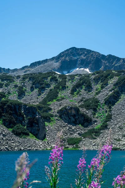 Ivan-tea flowers on the background of a high-mountainous lake in Pirin National Park, Bulgaria — Stock Photo, Image