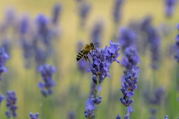 La abeja europea de miel sobre la flor de lavanda —  Fotos de Stock