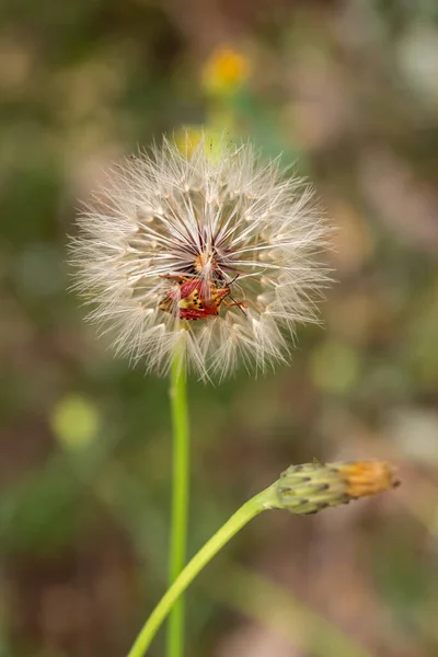 Insecto estampado vegetal rojo en diente de león blanco — Foto de Stock