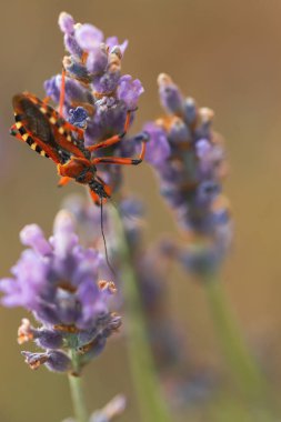 Siyah ve kırmızı suikast böceği Rhynocoris iracundus lavanta çiçeği üzerinde