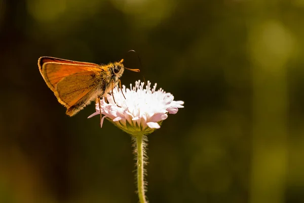 Oranje vlinder op roze bloem - zomer achtergrond — Stockfoto