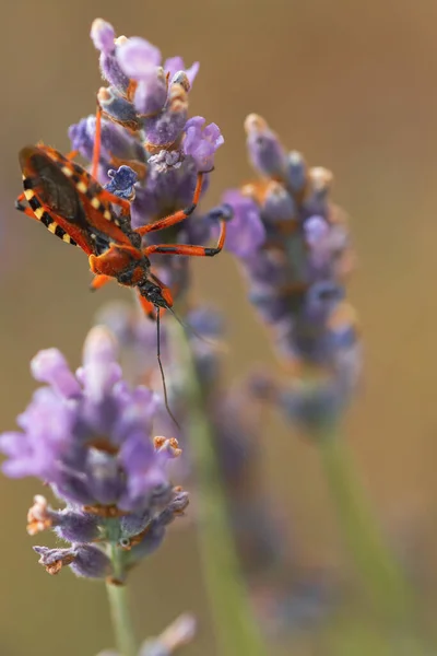 Macro of black and red assassin bug Rhynocoris iracundus on lavender flower — Stock Photo, Image