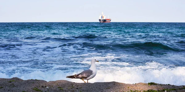 Seagull walking and looking at the sea and a ship in the background. — Stock Photo, Image