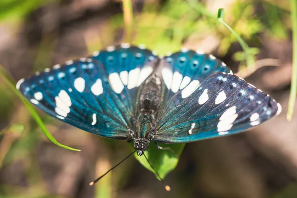 Sul Branco Almirante Limenitis reducta borboleta na terra — Fotografia de Stock