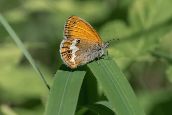 Sennitsy Latin Coenonympha - Genus van vlinders in de familie satyrinae. — Stockfoto