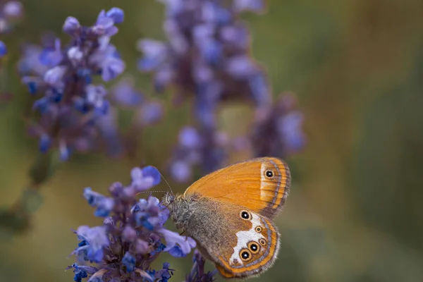 Sennitsy Latin Coenonympha - een geslacht van vlinders uit de familie satyrin op een lavendelbloem — Stockfoto