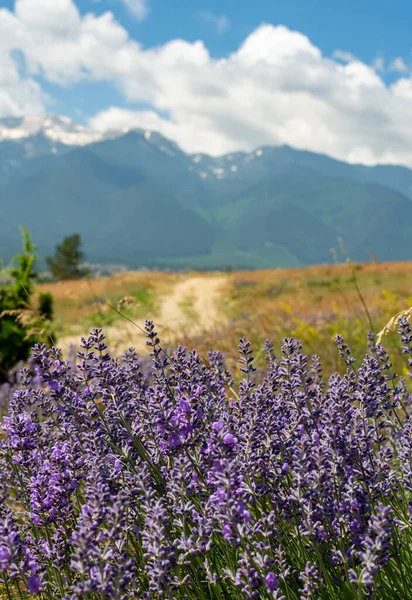 Jalan menuju pegunungan. Lavender di latar depan — Stok Foto
