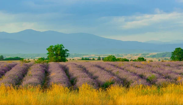 Impresionante paisaje con un campo de lavanda en las estribaciones. —  Fotos de Stock