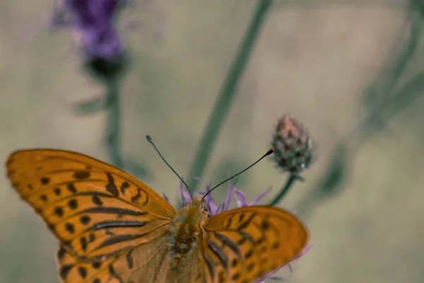 Pomarańczowy motyl z europejskich łąk i łąk na fioletowym ciernistym oset kwiecie — Zdjęcie stockowe