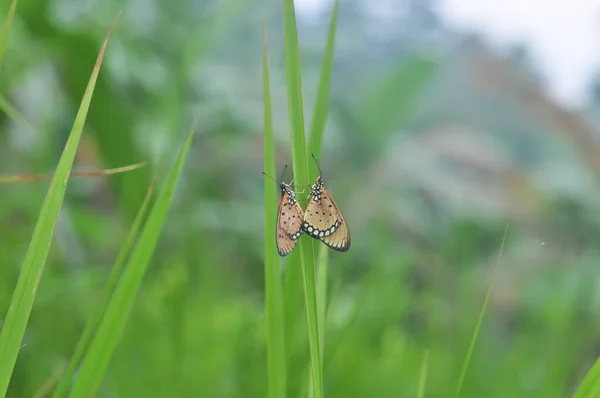 Fjäril Parning Atmosfär Gräset — Stockfoto