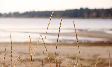 Ön planda sazlıklar, arka planda deniz ve kumsal.
