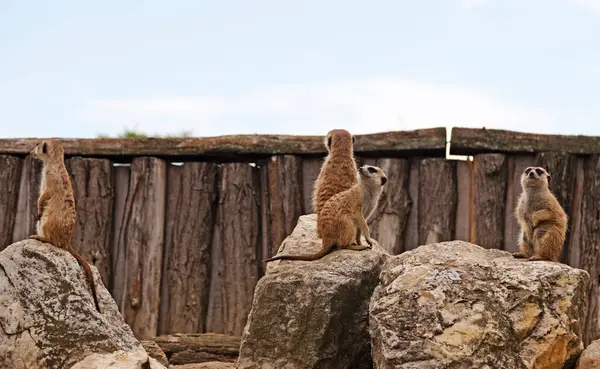 Four Meerkats Sitting Some Rocks Looking — Stock Photo, Image