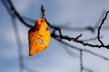 bir dalda tek bir sarı-turuncu sonbahar yaprağı