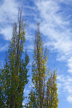 Sonbaharın başlarında çok uzun ve sivri yapraklı ağaçlar.