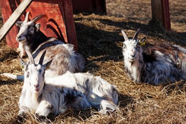 Umea, Norrland Sweden - May 2, 2021: three goats lie and sunbathe  clipart