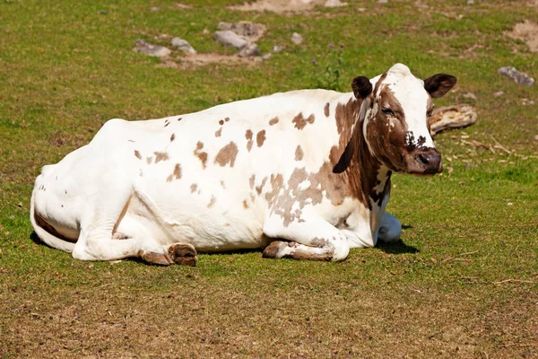 Una Gran Vaca Blanca Yaciendo Descansando Sobre Hierba —  Fotos de Stock