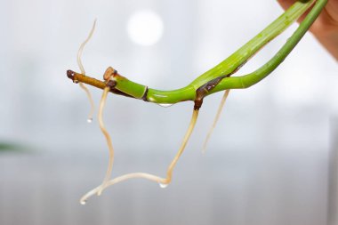 Canavar kökleri yakın. Evde çiçek yetişiyor..