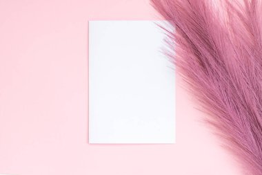 Pampa otları, pembe arka planda boş kart ve zarf. Minimal ticari marka şablonu. Düz yatış, üst görünüm