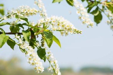 Açık havada güneşli bir günde kuş kirazının açtığı dal. Güzel çiçek açan bahçe.
