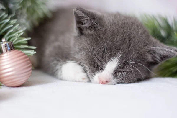 Little Gray Kitten Sleeping Christmas Festive Background New Year Christmas — Stock Photo, Image