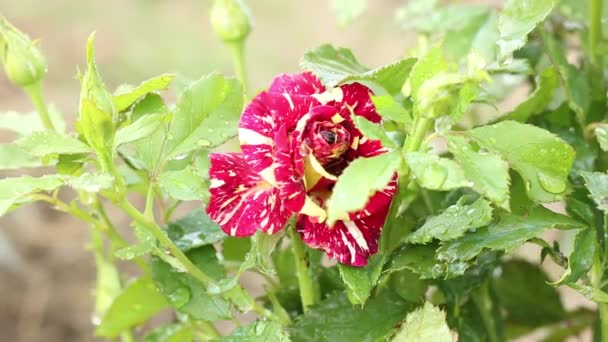 Red Rose Orange Veins Water Drops Close Nature — 图库视频影像