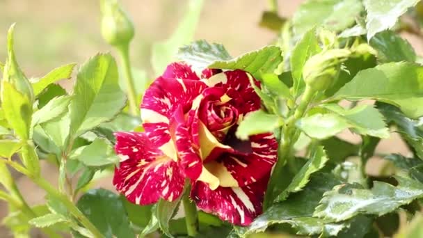 Una Rosa Roja Con Venas Anaranjadas Balancea Viento Naturaleza Primer — Vídeo de stock