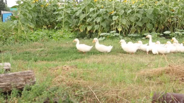 Domestic Geese White Color Walking Green Meadow Farm Animals — Stock Video