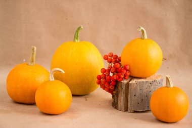 Sağlam bir arka planda balkabaklarının şenlikli sonbahar dekoru. Şükran Günü ya da Cadılar Bayramı konsepti. Kopya alanı ile sonbahar bileşimi