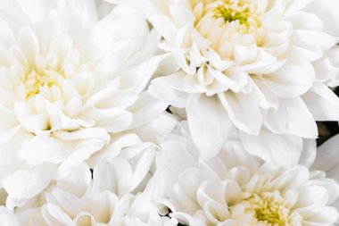 Beyaz çiçekler kapanıyor. Yumuşak pastel düğün arka planı. Güzel çiçek arkaplanı.