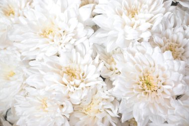 Beyaz çiçekler kapanıyor. Yumuşak pastel düğün arka planı. Güzel çiçek arkaplanı.