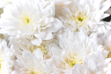 Beyaz çiçekler kapanıyor. Yumuşak pastel düğün arka planı. Güzel çiçek arkaplanı.