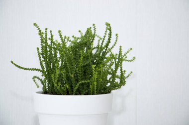 Beyaz kaplarda çeşitli sulu bitkilerin toplanması. Kaktüs ev bitkileri beyaz duvara karşı beyaz rafta. Ev çiçekleri konsepti.