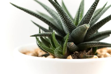 Beyaz tencerede yeşil sulu bitki ev çiçekleri konsepti.