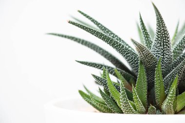 Beyaz kaplarda çeşitli sulu bitkilerin toplanması. Kaktüs ev bitkileri beyaz duvara karşı beyaz rafta. Ev çiçekleri konsepti.