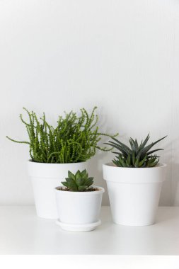 Beyaz kaplarda çeşitli sulu bitkilerin toplanması. Kaktüs ev bitkileri beyaz duvara karşı beyaz rafta. Ev çiçekleri konsepti.