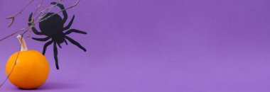 Cadılar Bayramı konsepti. Örümcek, yapraksız ağaç dalları, mor arka planda turuncu sonbahar balkabakları..