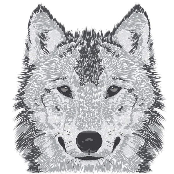 Wolf muzzle sketch — Stock Vector