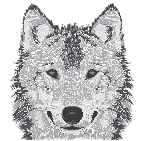 Bosquejo de hocico de lobo — Vector de stock