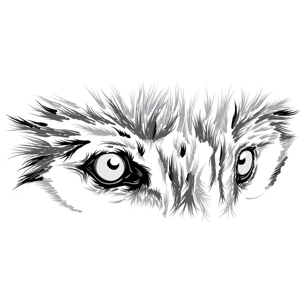 Beau visage de loup. Illustration vectorielle — Image vectorielle