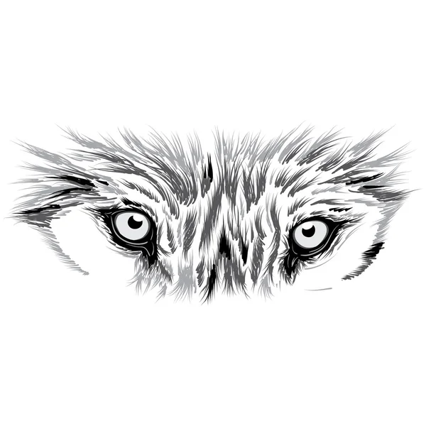 Krásná tvář vlka. Vektorové ilustrace — Stockový vektor
