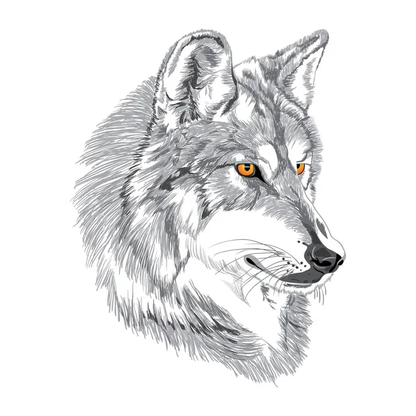 Croquis du museau de loup — Image vectorielle