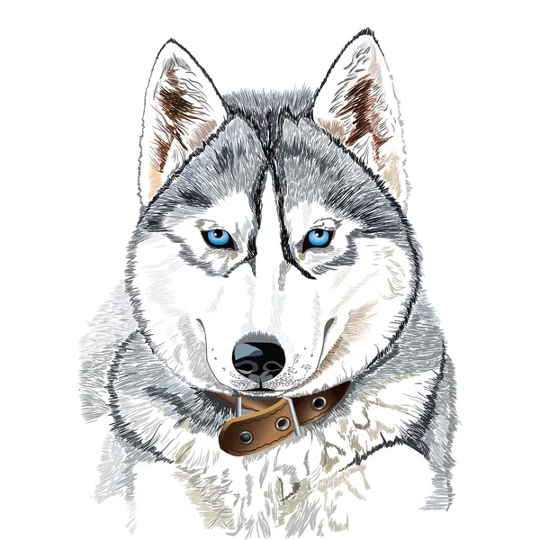 Tête de husky de Sibérie — Image vectorielle